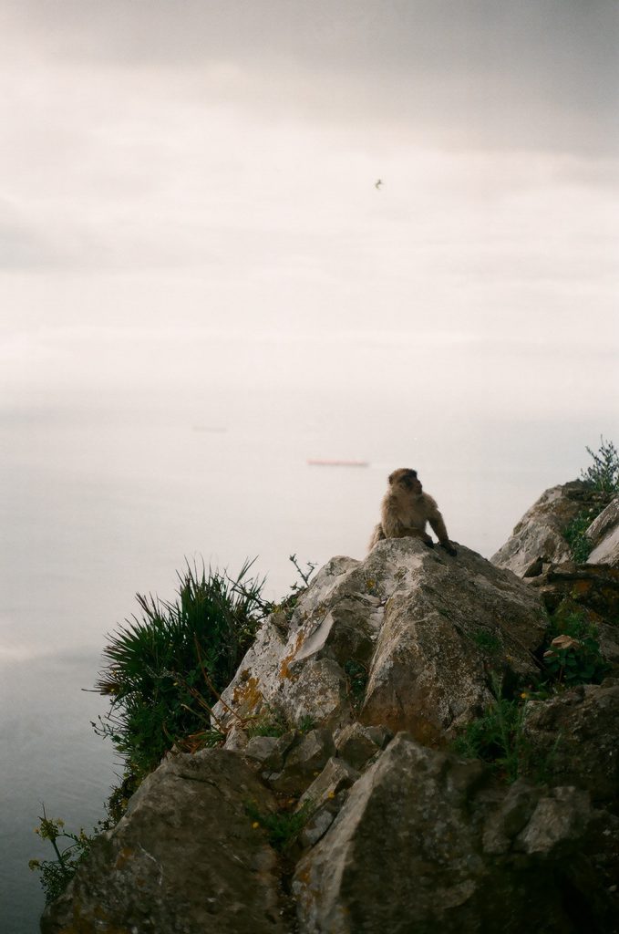 Monkey Island auf Gibraltar